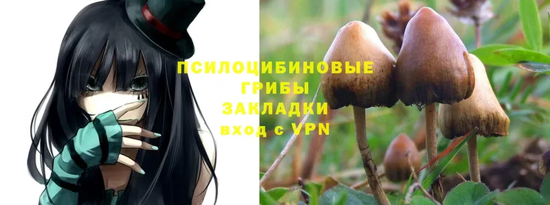 где можно купить   Ельня  Галлюциногенные грибы Cubensis 